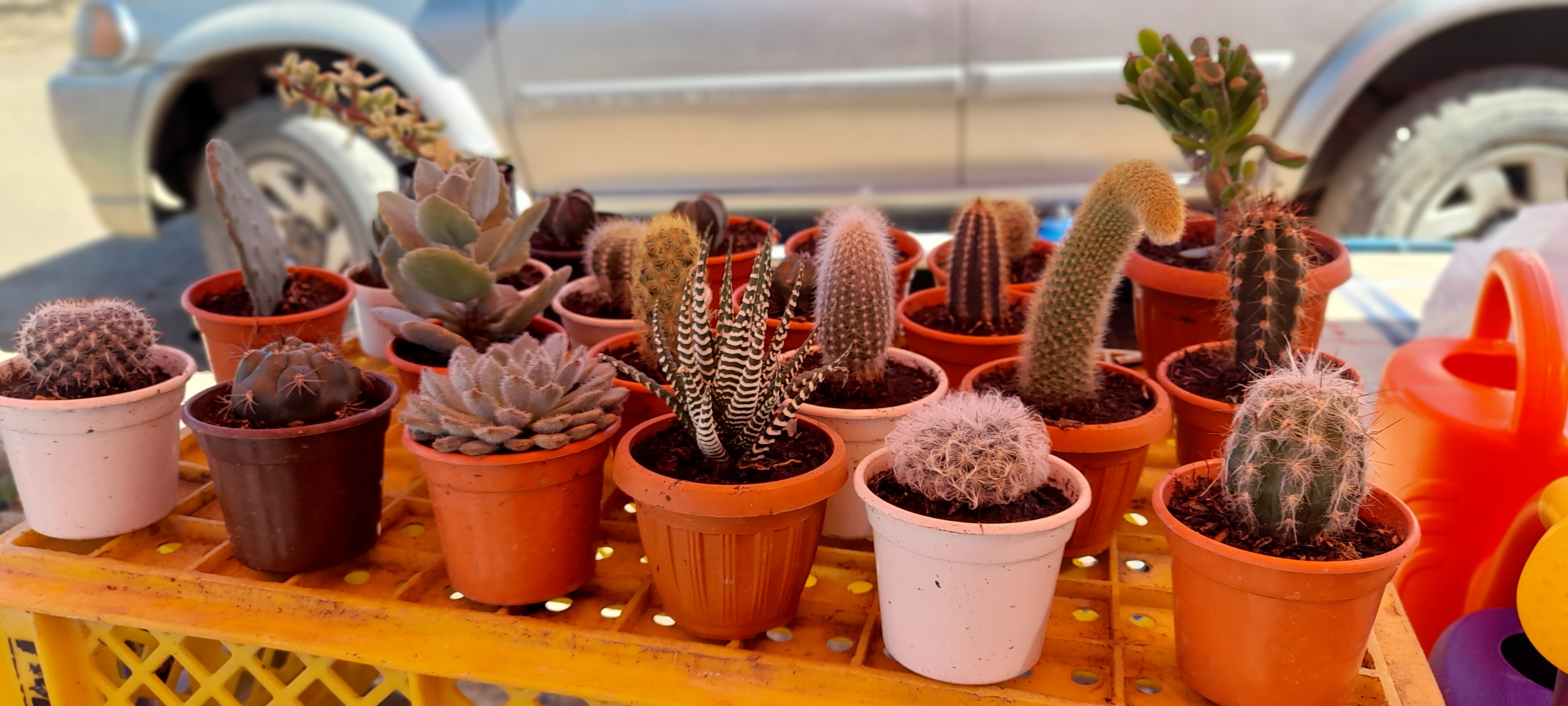 FERIA EN MACHACAMARCA IMPULSA LA PRODUCCIÓN LOCAL