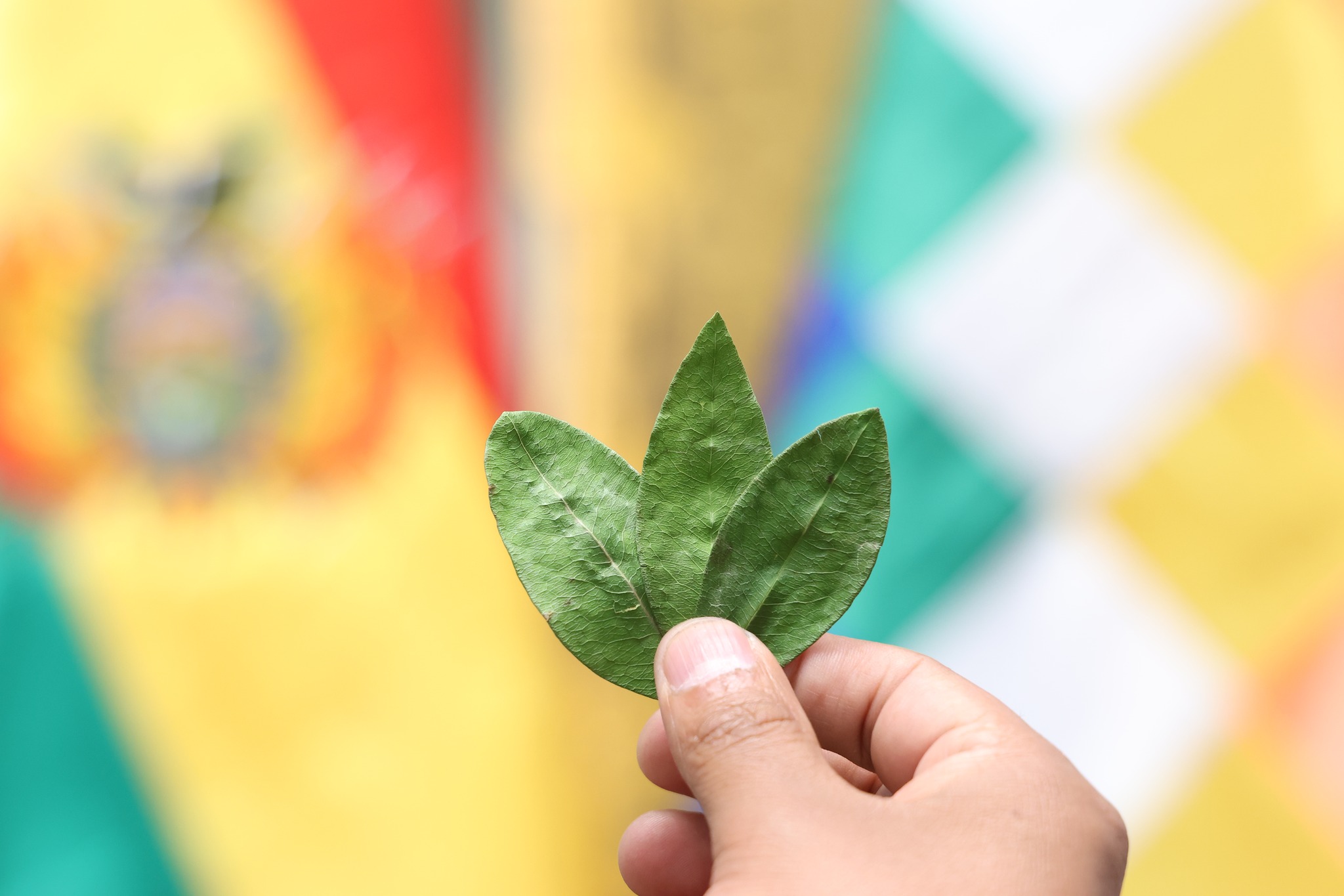 GOBIERNO SOCIALIZA EXAMEN CRÍTICO DE LA HOJA DE COCA